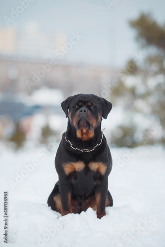 portrait of a dog Rottweiler in the snow