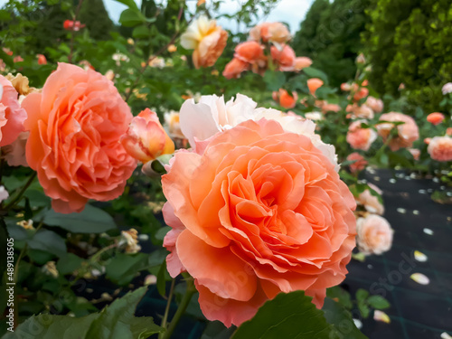 Fototapeta Naklejka Na Ścianę i Meble -  Close-up shot of orange blend, orange-pink hybrid tea rose 'Belvedere' with large, full, cluster-flowered blooms (bred by H.J.Evers, 1996)