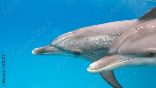 Two spotted dolphins and bottlenose dolphin in the Bahamas, slow motion photo