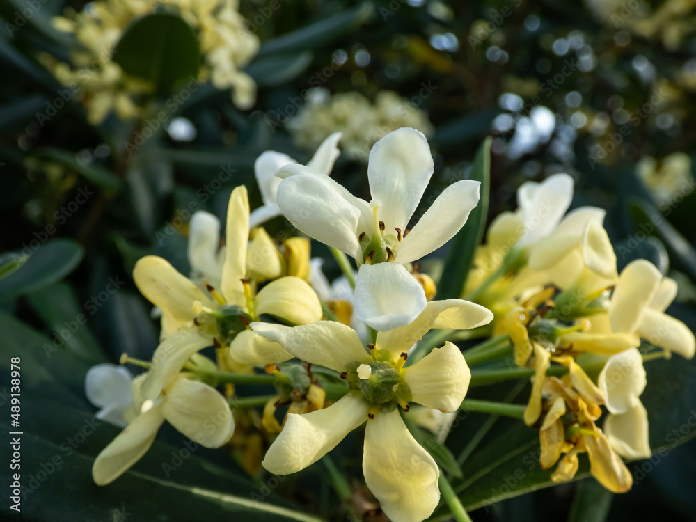 Fototapeta premium Close-up shot of white-yellow flowers of sweet-smelling ornamental plant the Australian laurel, Japanese pittosporum, mock orange and Japanese cheesewood (Pittosporum tobira)