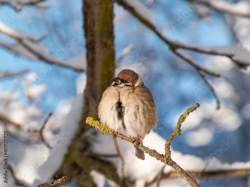 Close-up shot of the fluffy Eurasian tree sparrow (Passer montanus) sitting on a branch in bright sunlight in winter day. Detailed portrait and plumage of bird cleaning feathers