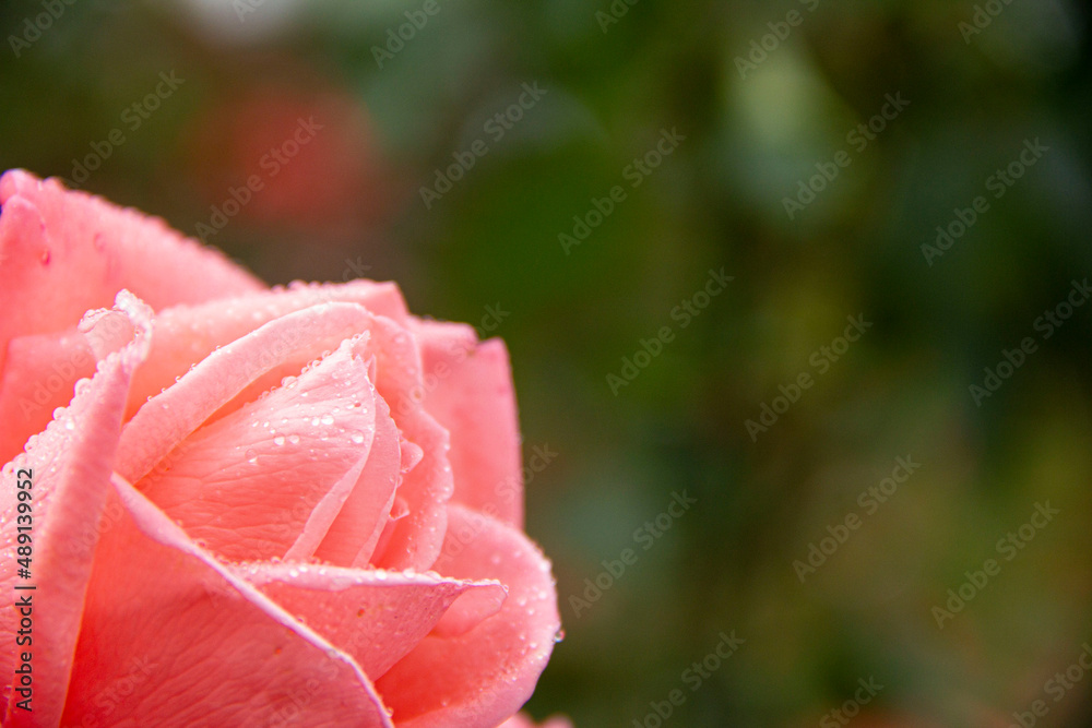Close-up pink color rose with raindrops on the petals.