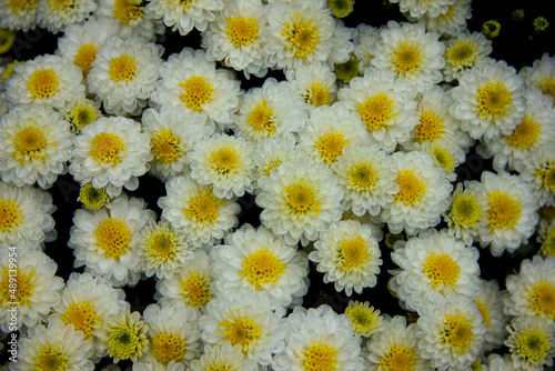 Small yellow chrysanthemums with raindrops close up.