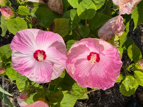 pink flower in the garden