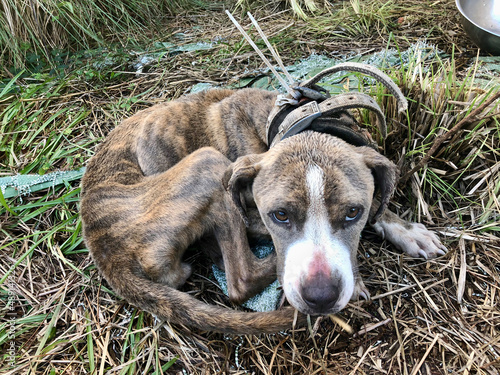 фотографія dog in need of rescue and adoption