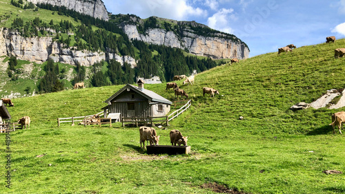 cows grazing in swiss alpine hills