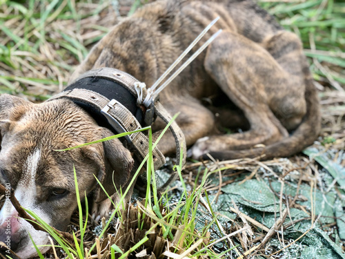 neglected emaciated dog photo