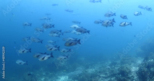 big eye snapper fish underwater on corals school of fish ocean scenery  photo