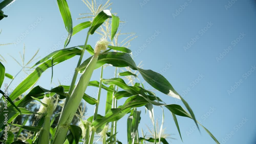 Close-up of ripening corn cobs. Corn field on the background of blue sky, agricultural crop . Close-up of ripening corn cobs. Corn field on the background of blue sky, agricultural crop .