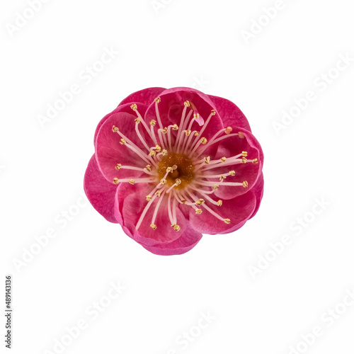 red plum flower isolated