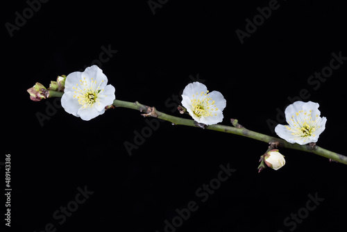 three white plum blossoms bloom on branch