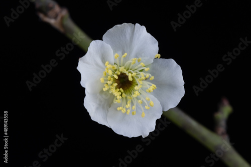 white plum flower closeup