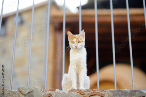Photography Wild cats on the streets of the medieval Phicardou (Fikardou) village, Cyprus