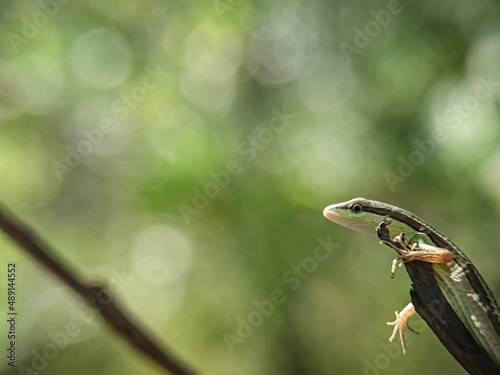 Takydromus sexlineatus, the Asian grass lizard, six-striped long-tailed grass lizard, or long-tailed grass lizard, is an arboreal, diurnal species of lizard. The tail length is usually over three time photo