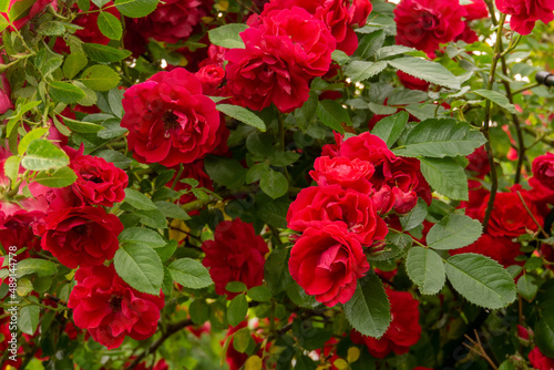 Red climbing rose bush