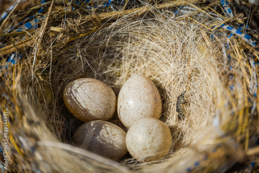 Small bird eggs in the nest