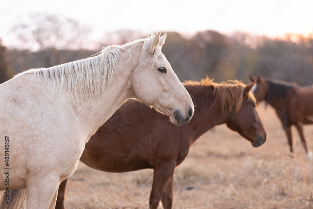 Fototapeta premium Mustangs Sanctuary