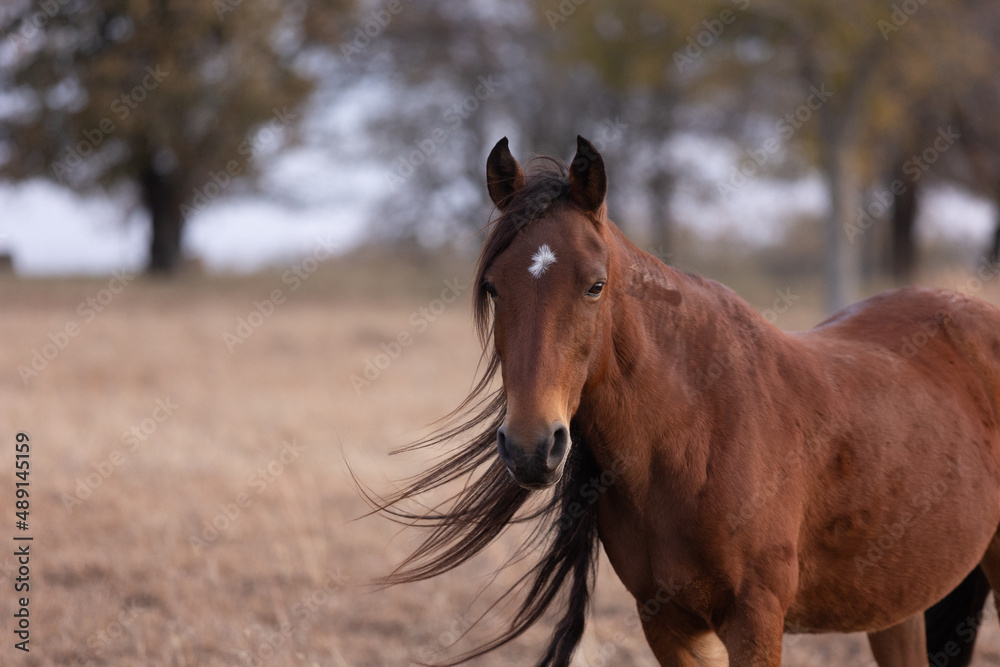 Obraz premium Mustangs Sanctuary 