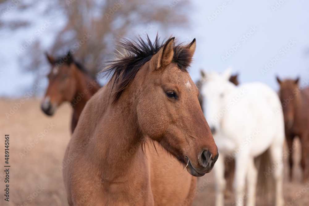Obraz premium Mustangs Sanctuary 