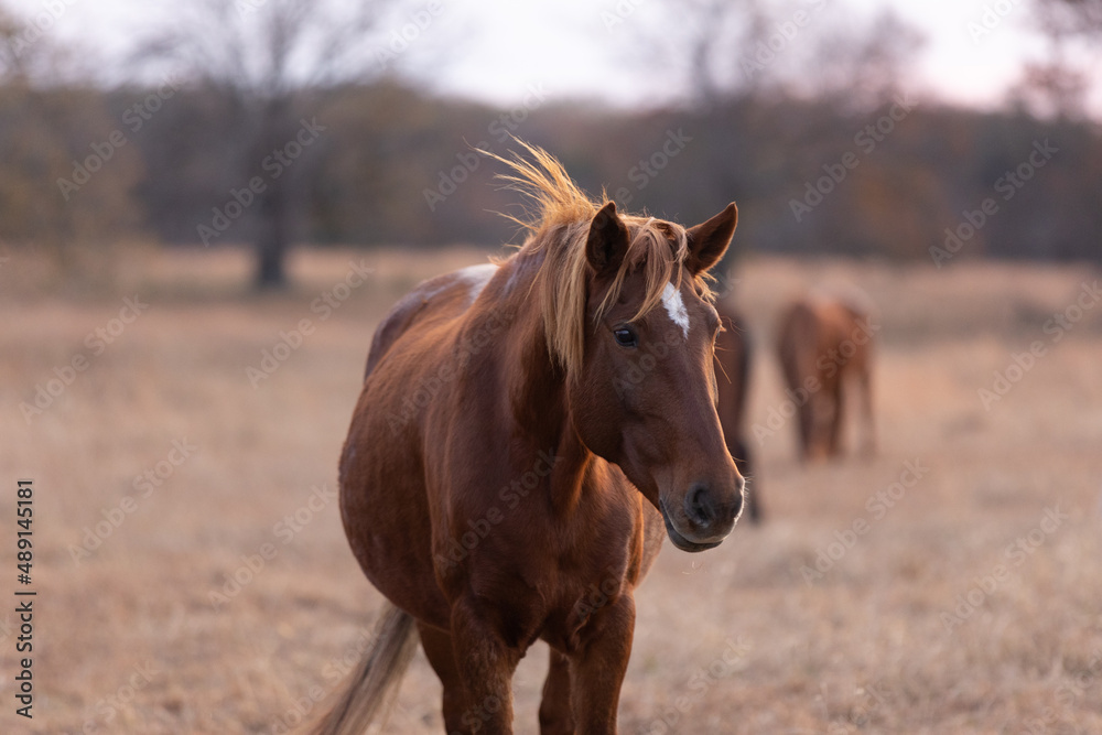 Mustangs Sanctuary Mustangs Sanctuary