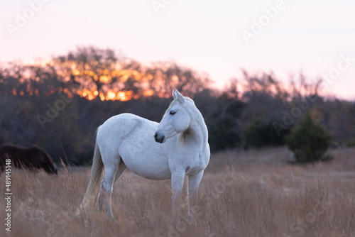 Mustangs Sanctuary 