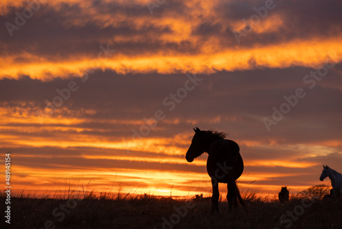 Mustangs Sanctuary 