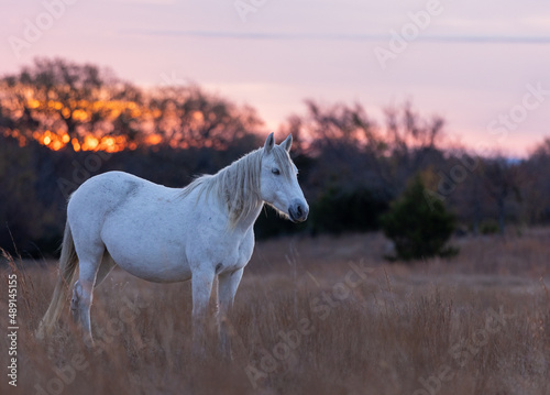 Mustangs Sanctuary 