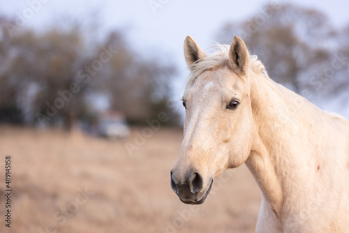 Mustangs Sanctuary 