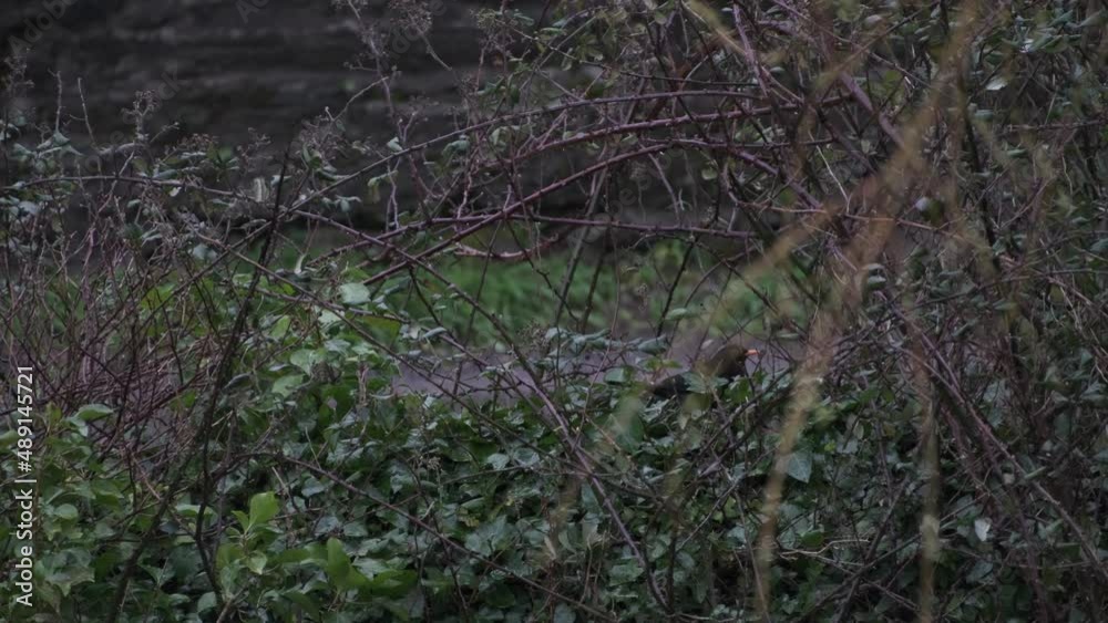 Importance of hedges and stonewalls in Ireland during storms as a protection and shelter for birds. A blackbird finding shelter during storm Franklin in Ireland Importance of hedges and stonewalls in Ireland during storms as a protection and shelter for birds. A blackbird finding shelter during storm Franklin in Ireland