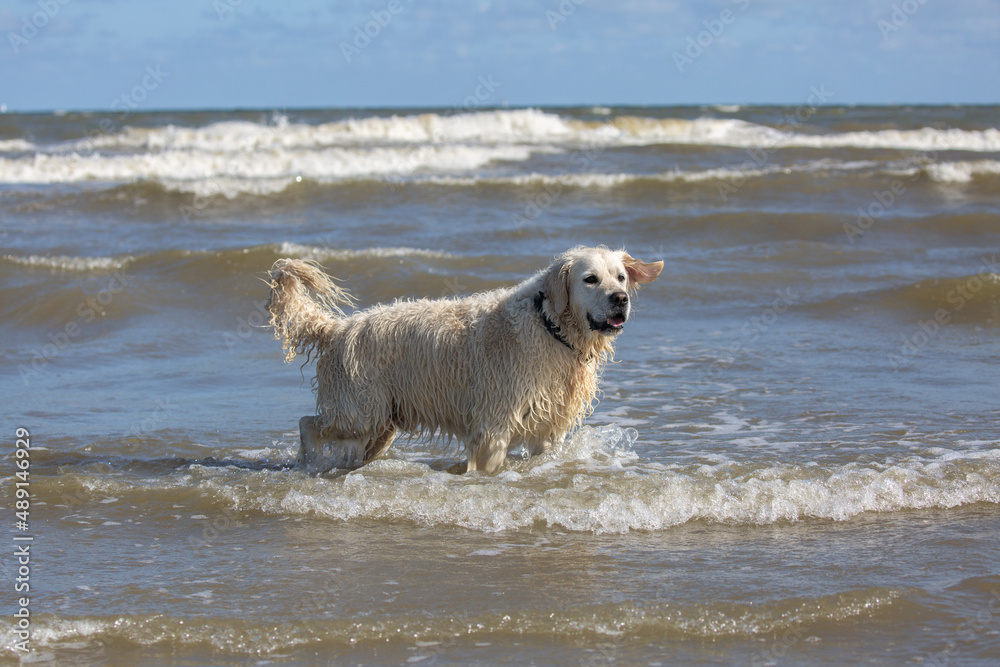 Labrador retriever standing in the sea at Hoek of Holland