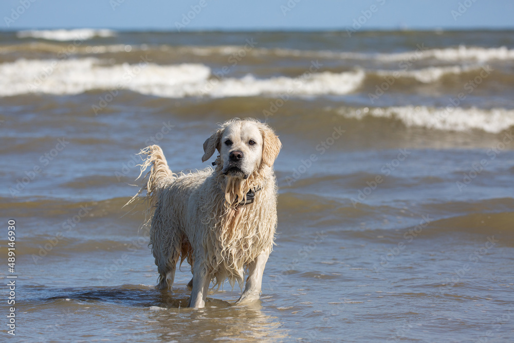 Labrador retriever standing in the sea water