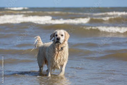 Labrador retriever standing in the sea water