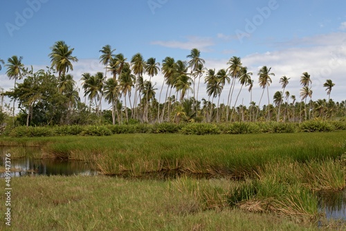 View of wetlands near Icacos town  Cedros Swamp. Trinidad and Tobago.