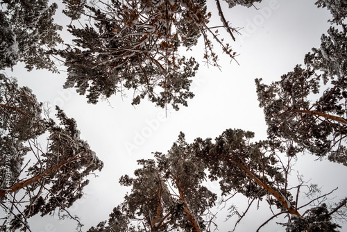 Tops of forest pines in winter season. View from bottom to top.