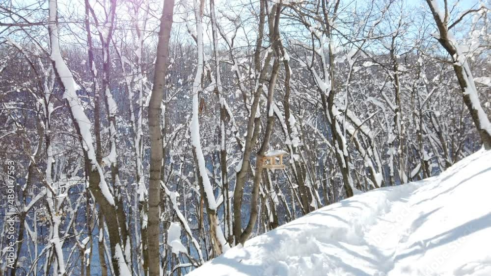 Branches of trees in the snow after a snowfall in the forest in winter. Beautiful sunny day and winter nature