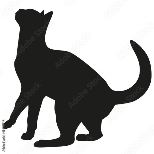 Sombra de gato mirando hacia arriba / Cat shadow looking up