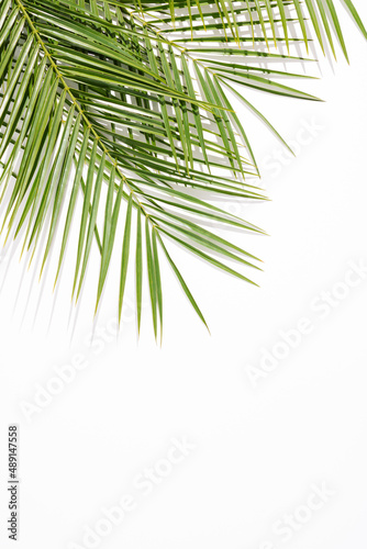 Summer green palms with shadows against white background. Minimal top view concept. Creative sunny backdrop with negative space.