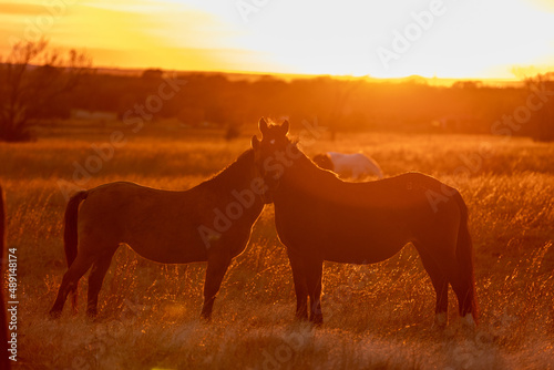 Mustangs Sanctuary 