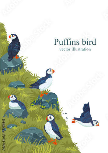 puffins birds set