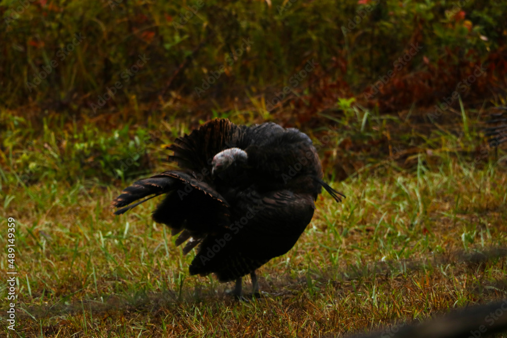 Fototapeta premium Turkey in the Road