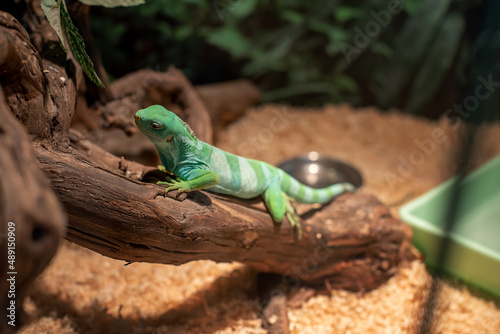 An iguana in a terrarium has climbed onto a perch and is lying