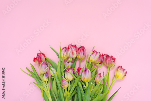 Fototapeta Naklejka Na Ścianę i Meble -  Tulip spring flowers with harvest leaves isolated on pink background. Floral banner composition with beautiful colorful tulips. Easter flowers concept. Flat lay, pattern