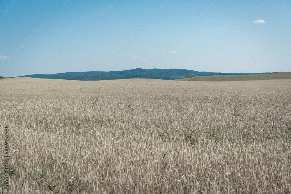 A bright field with wheat, mountains are visible in the distance.
