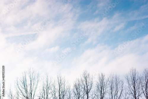 A full frame cloudy blue sky with leafless trees below in the foreground