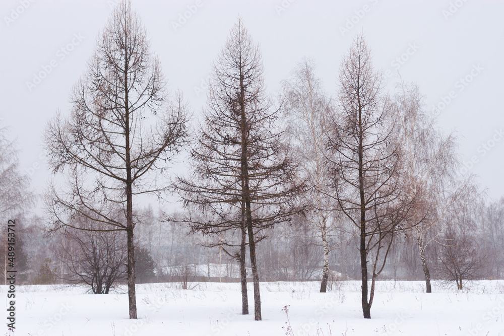 Three leafless trees during a misty snowy winter. Dark sillouettes of trees Three leafless trees during a misty snowy winter. Dark sillouettes of trees