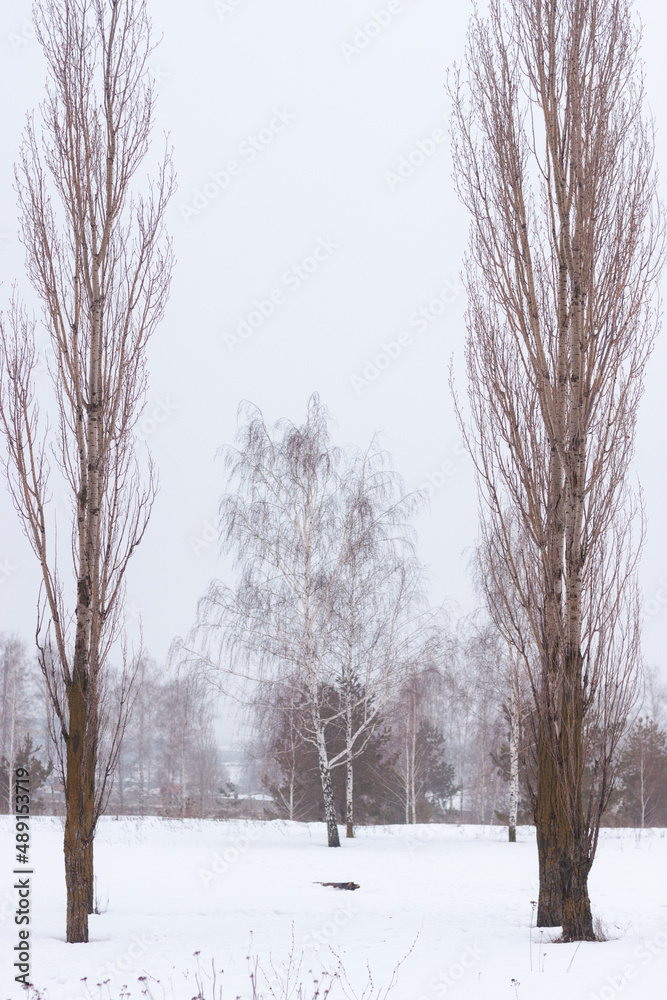 Fototapeta premium Subframed birch in the center during a misty winter. Peupliers on the sides