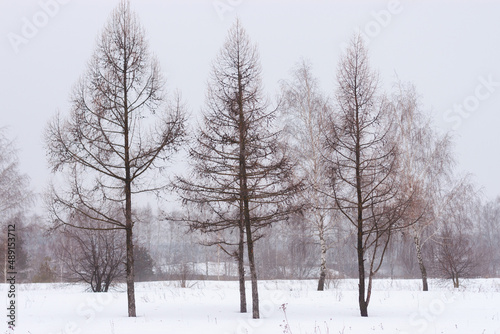 Three leafless trees during a misty snowy winter. Dark sillouettes of trees © Norgle