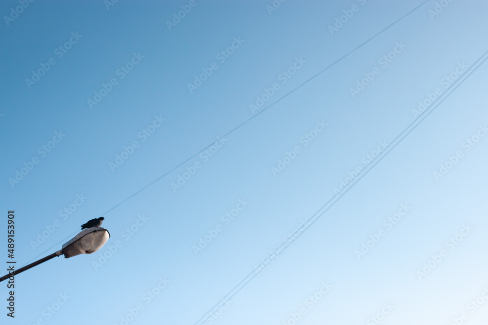 A bird is sitting on the street lamp against a clear blue sky A bird is sitting on the street lamp against a clear blue sky
