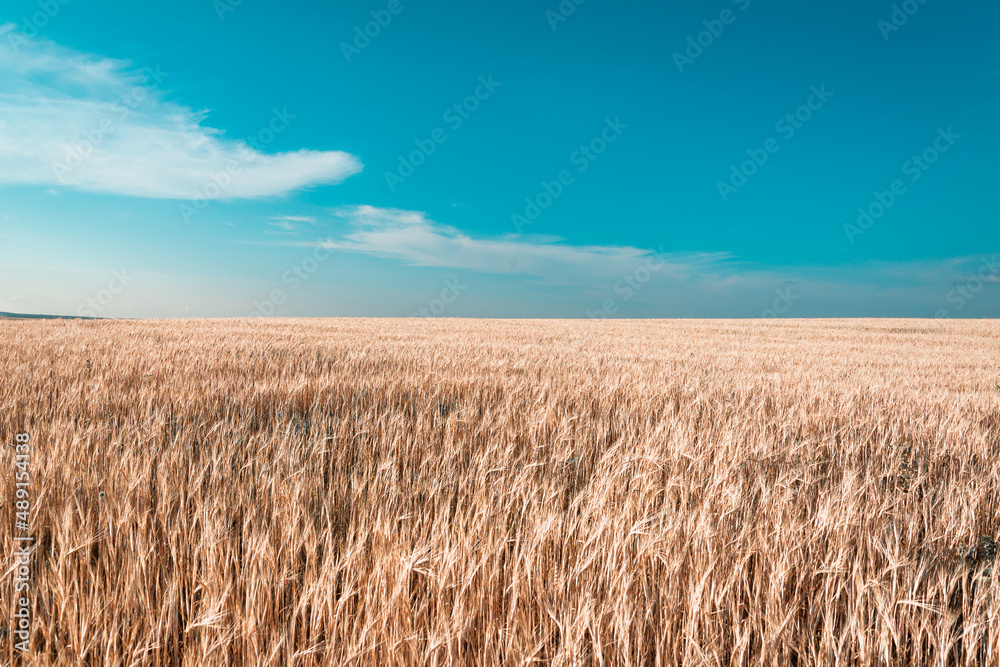 Beautiful landscape with field and blue sky.
