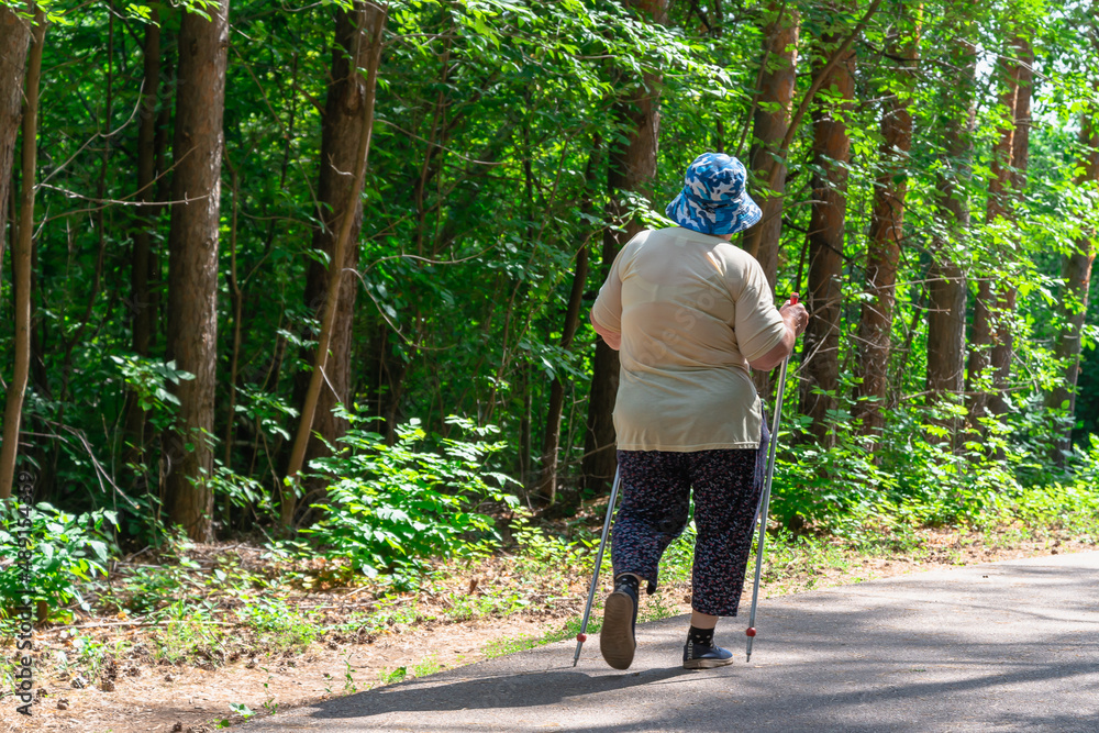 An elderly lady walks through the forest with sticks. An elderly lady walks through the forest with sticks.